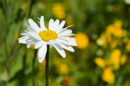 Daisy