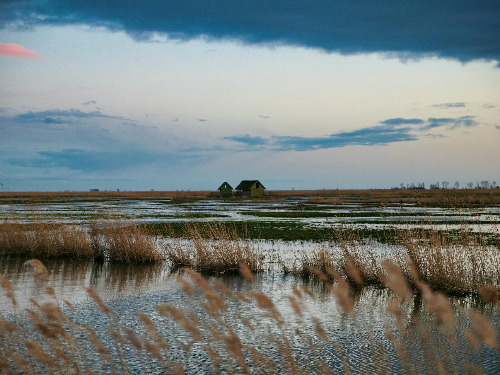 Salt Marsh