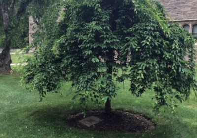 Weeping cherry Prunus subhirtella pendula), dedicated to Barbara Paul Robinson 62.