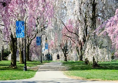 Cherry blossoms