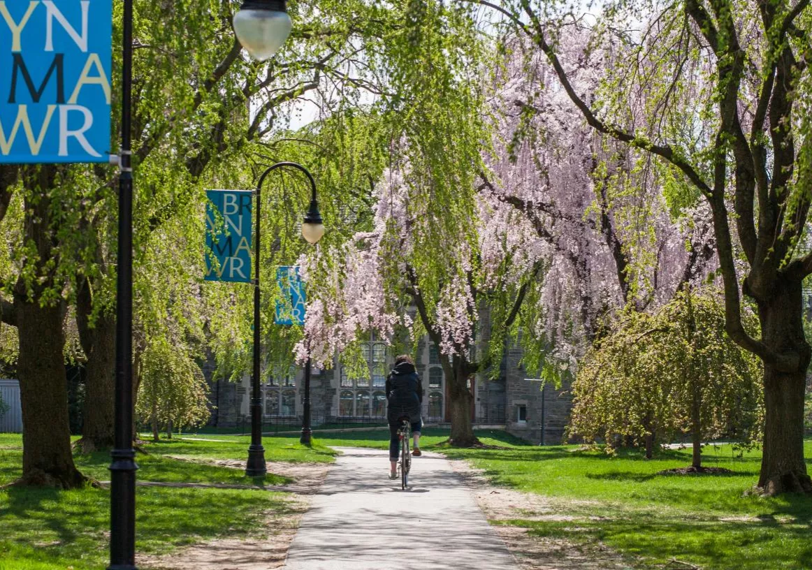 trees lining a path with a bicyclist