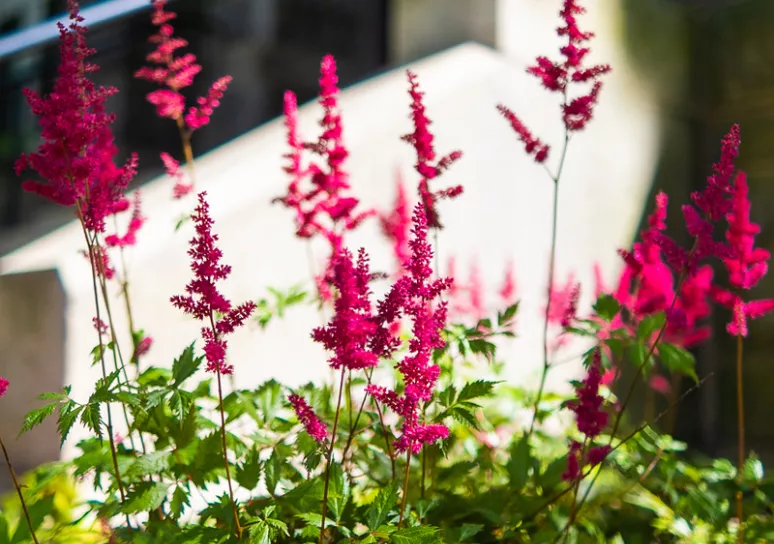 Pink Flowers