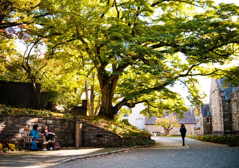 Trees and a bicycle