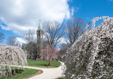 Taylor Hall Cherry Blossoms