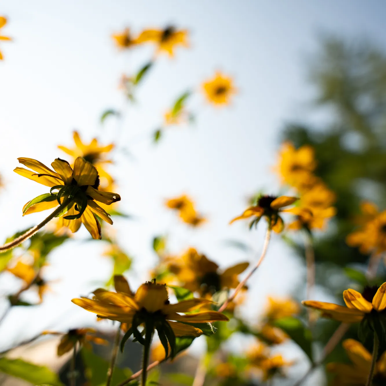 golden flowers two