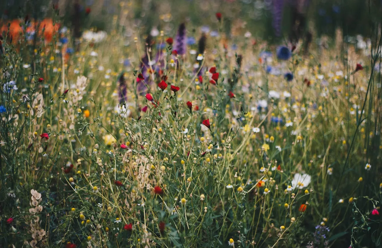 Sustainability - Greening - Wild Flowers