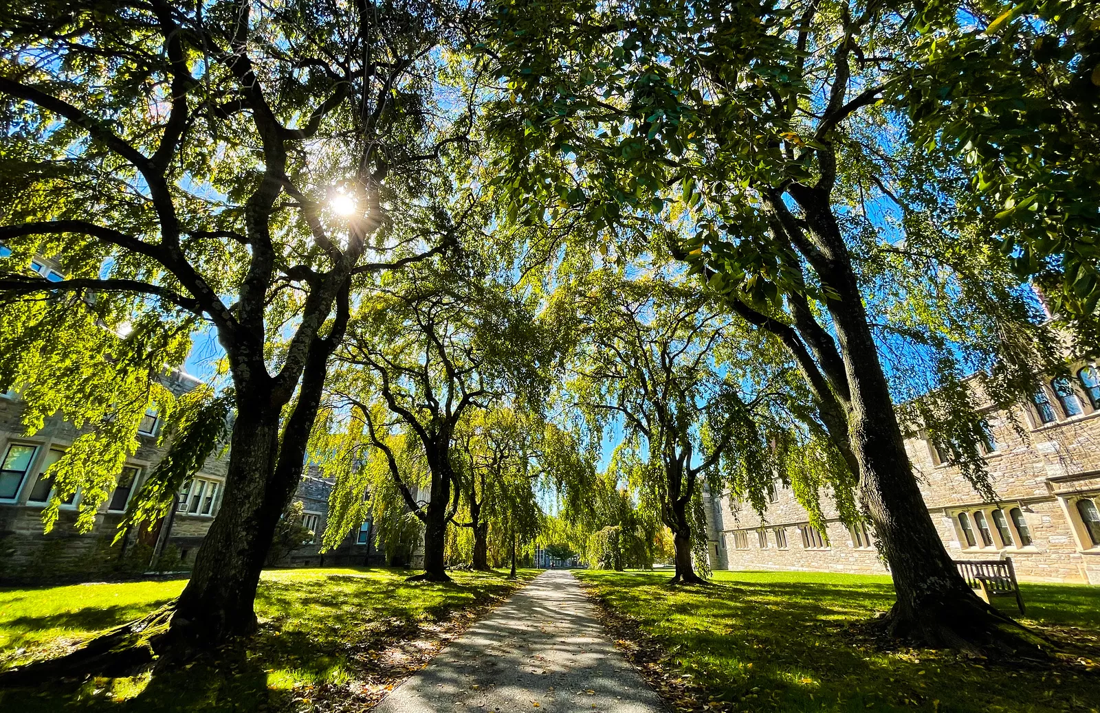 Campus Trees