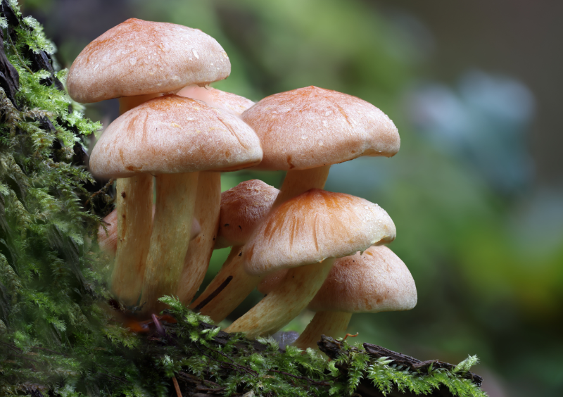 mushrooms in a forest