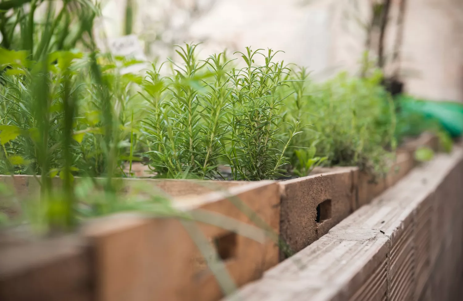 herb garden stock