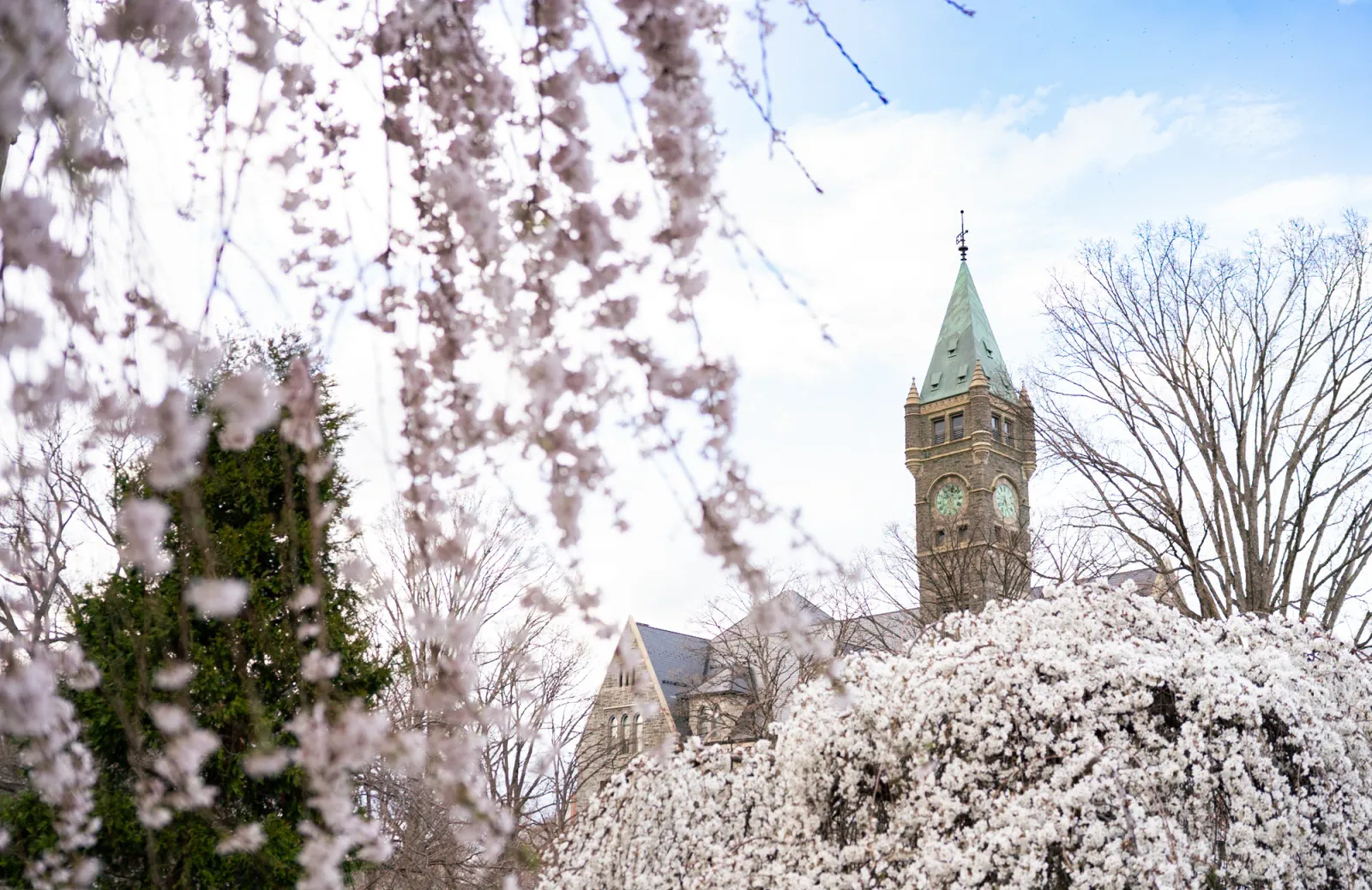 Taylor Hall with cherry blossoms