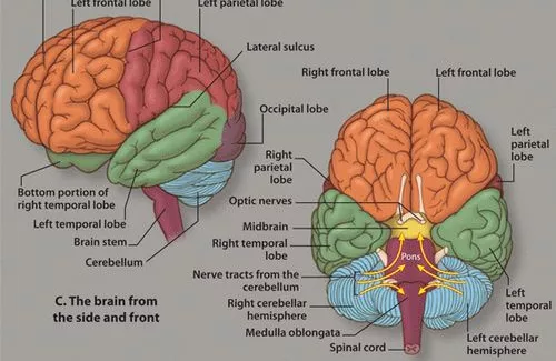 Diagram of a human brain