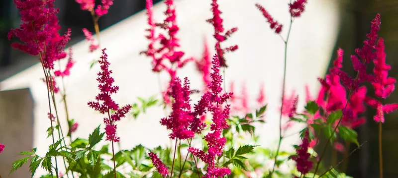 Pink Flowers
