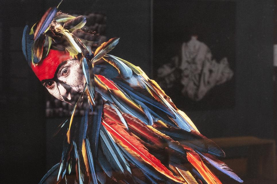 Close up of Parrot with reflection of The Dorsal, Not At Home exhibition