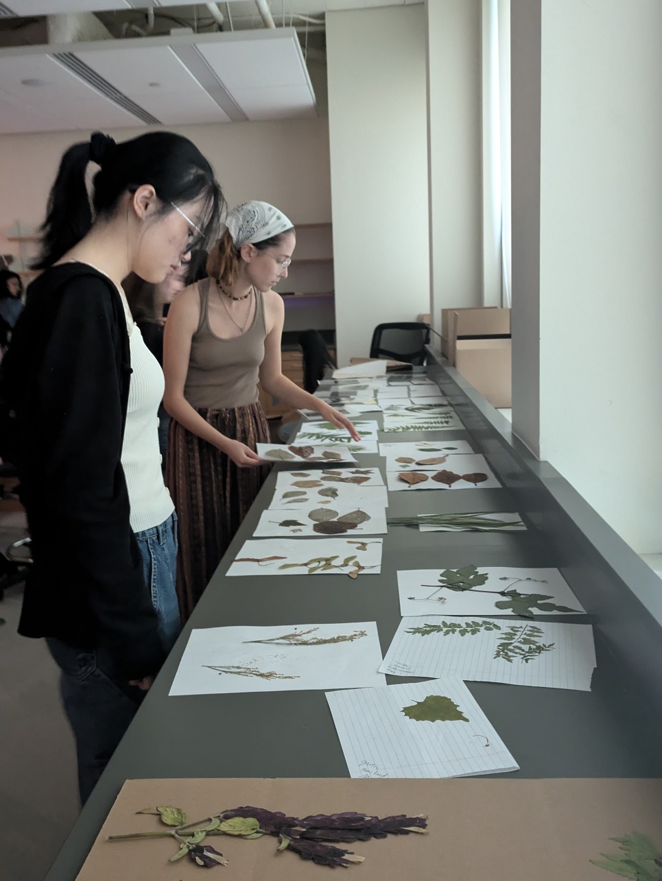 Fellows organize plant matter in preparation for their cyanotypes.