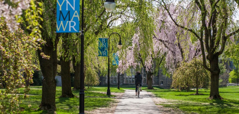 trees lining a path with a bicyclist