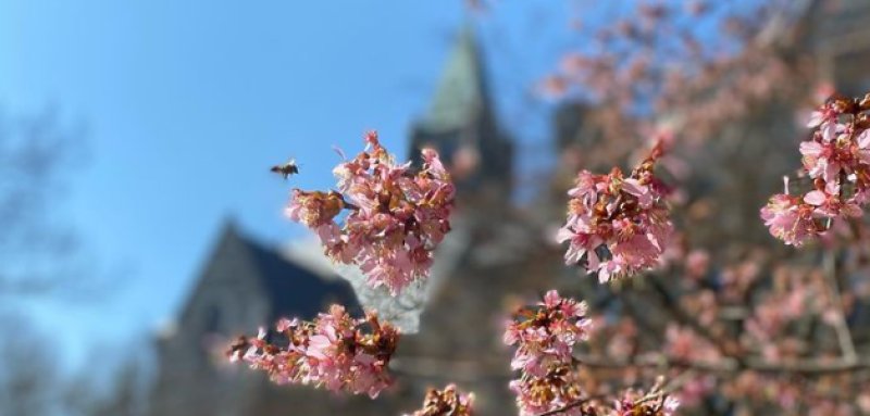 Pink Flowers Campus Beauty 