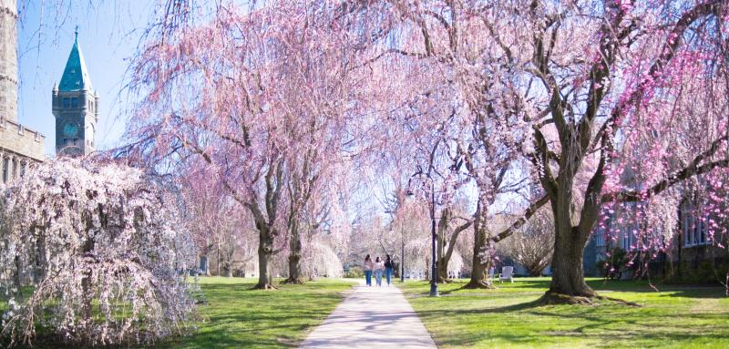 Row of cherry blossom trees with three students walking in between 