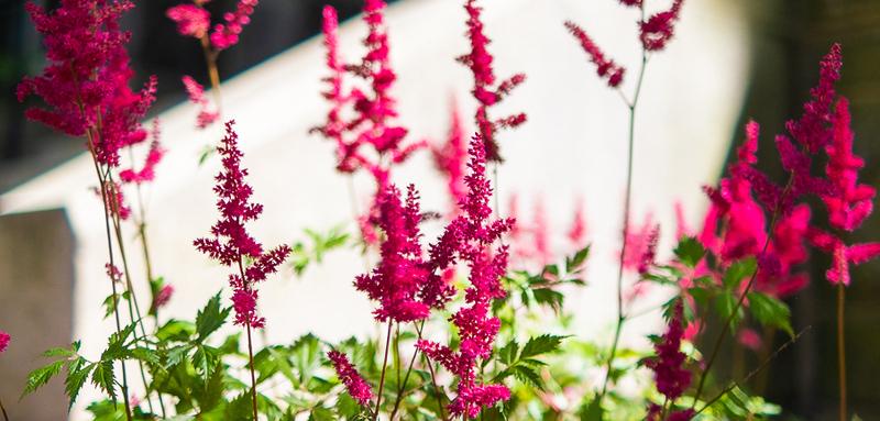 Pink Flowers