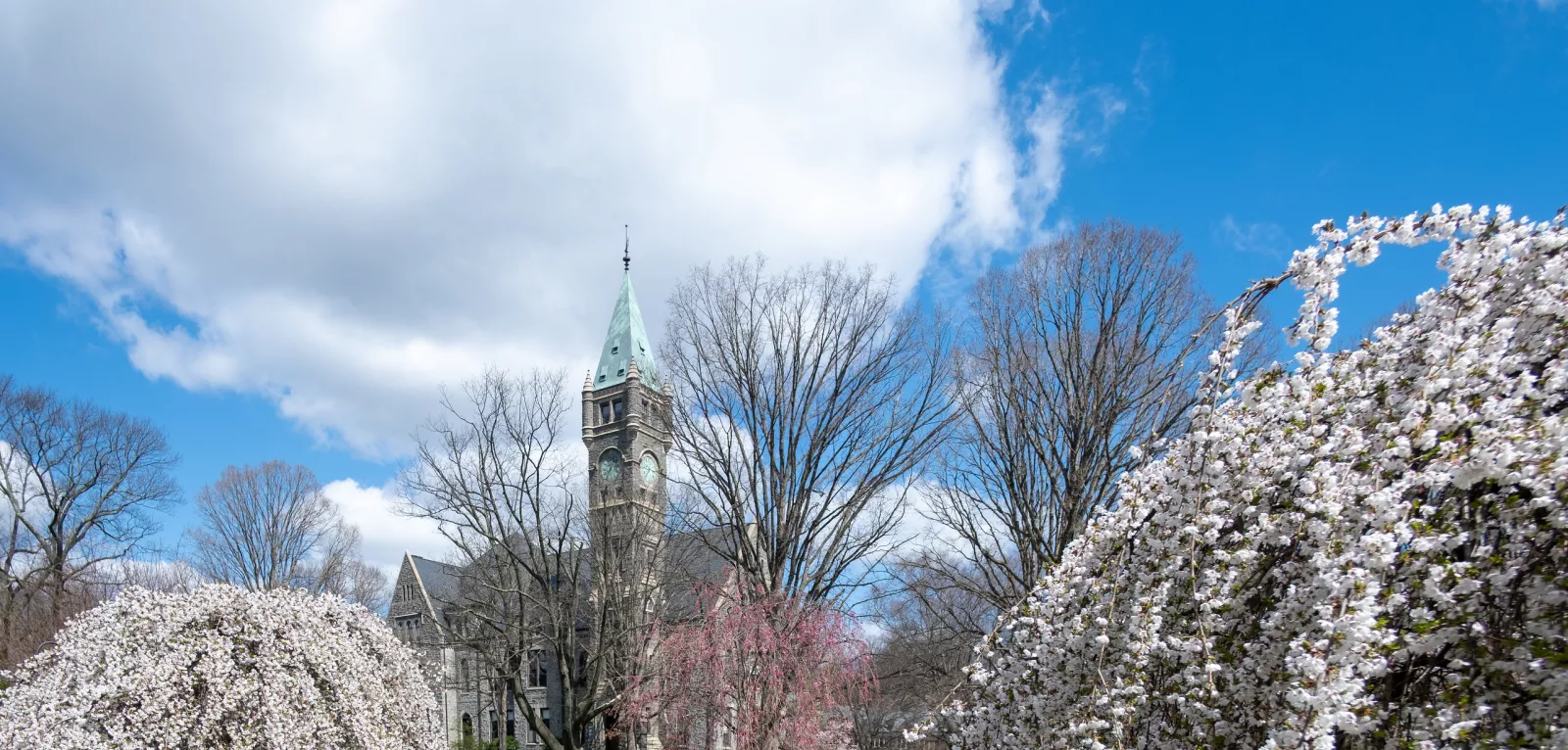 Taylor Hall Cherry Blossoms
