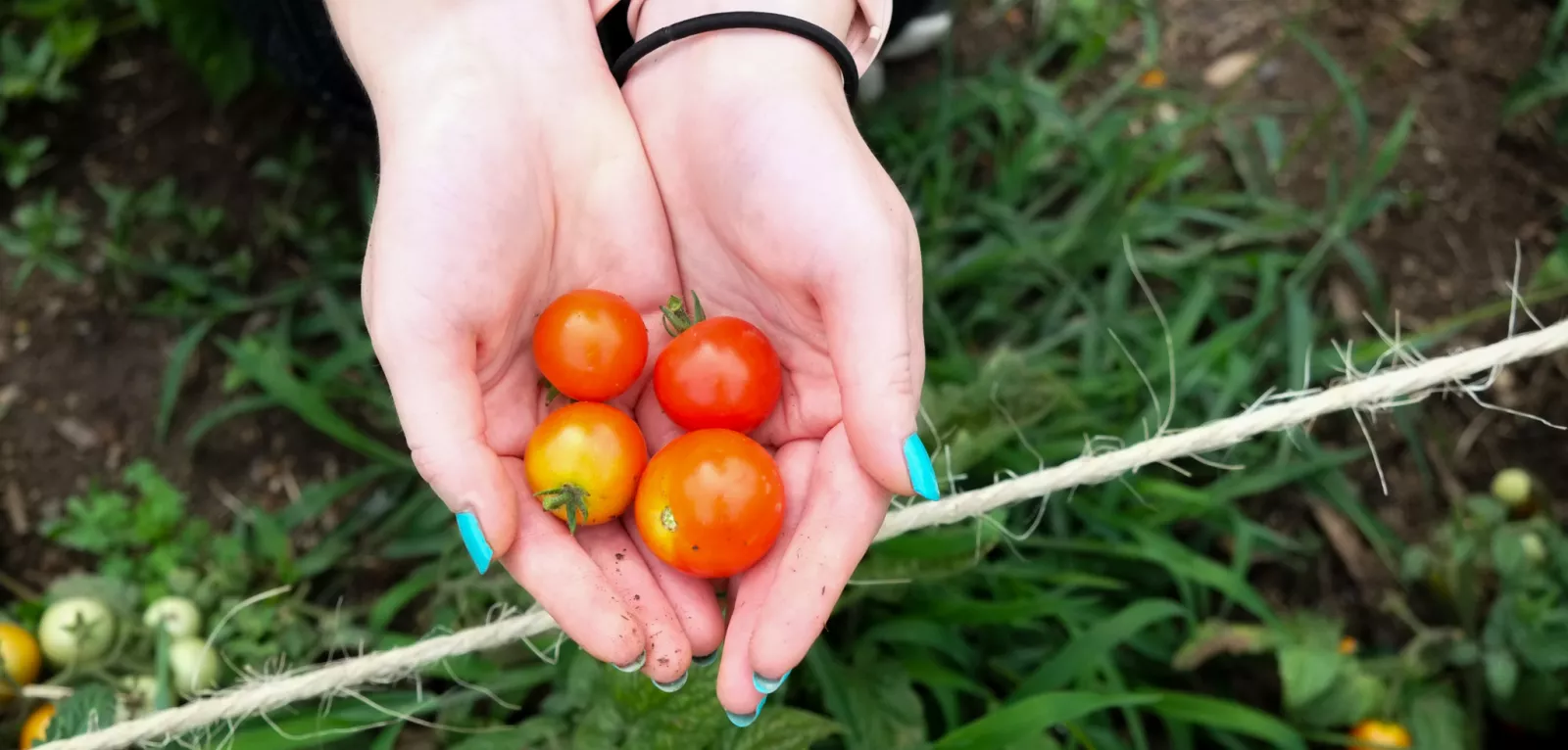 A student holding tomatoes from the community garden