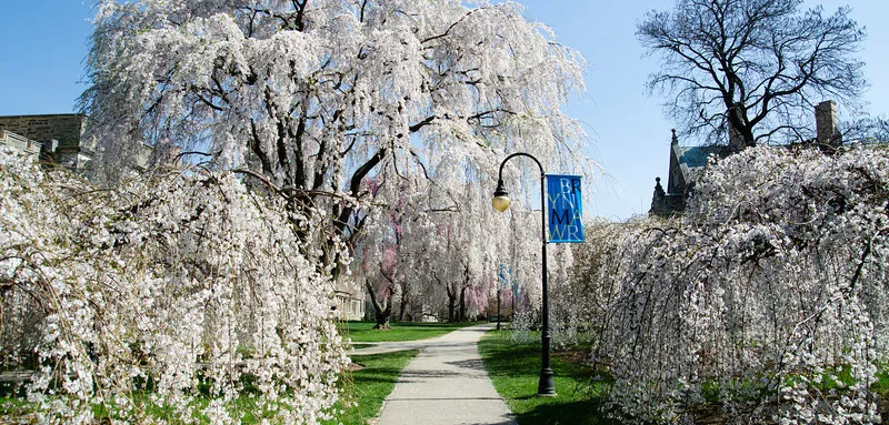 campus trees