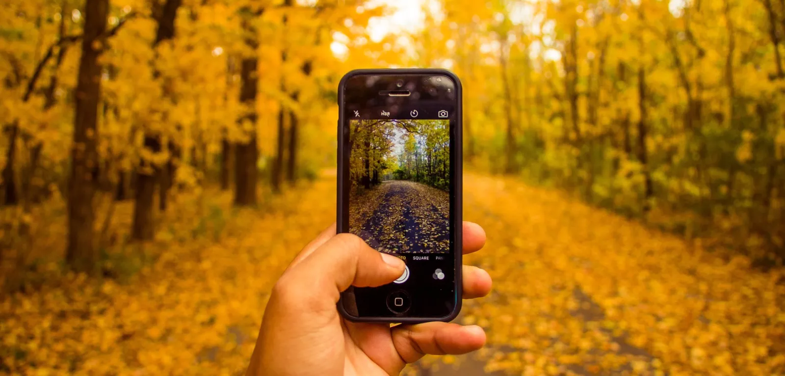 Phone taking pictures of fall woods