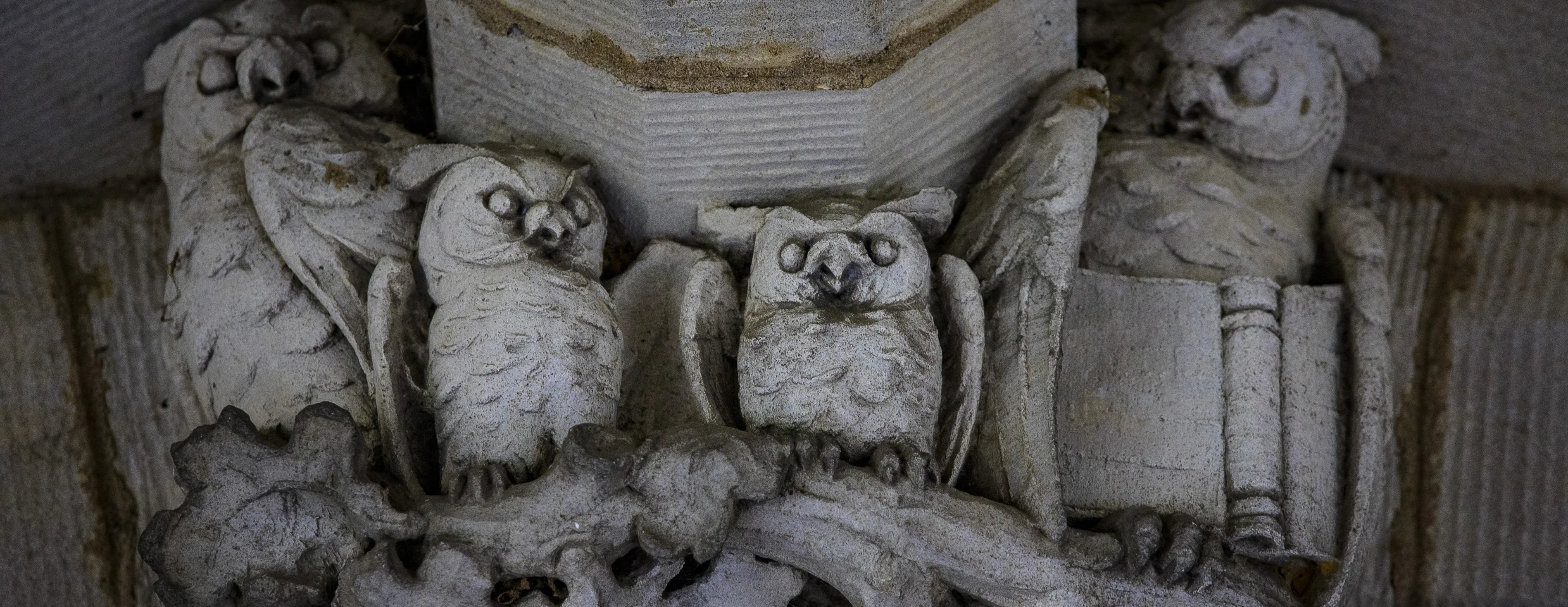 owls