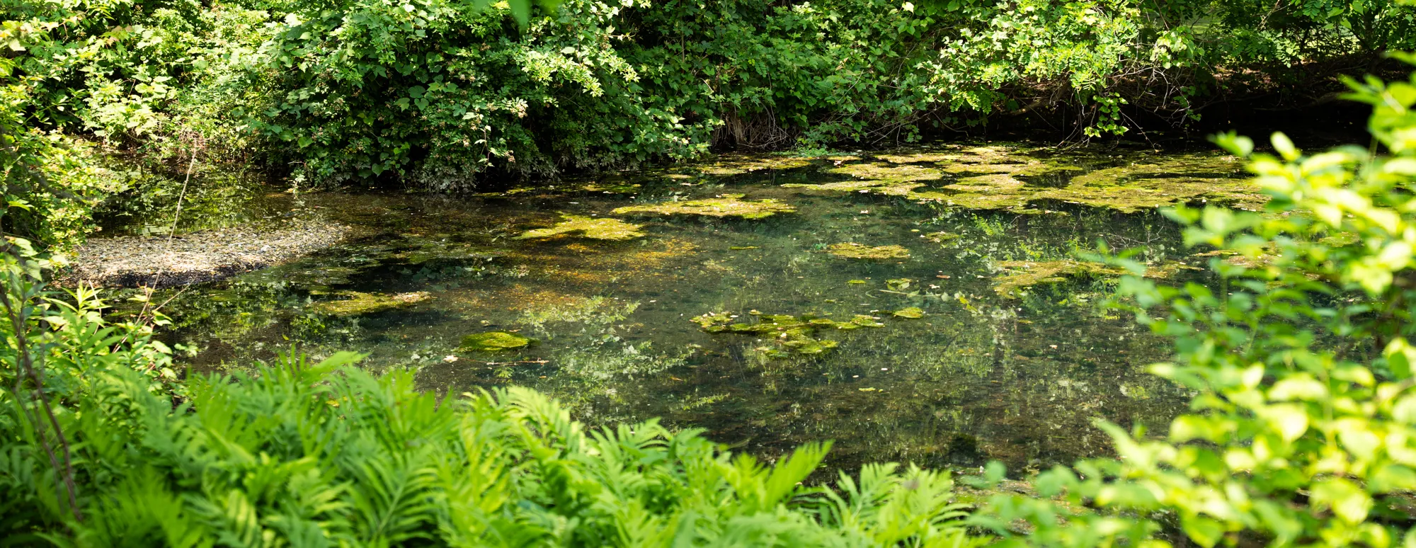Lake Vickers in the Summer