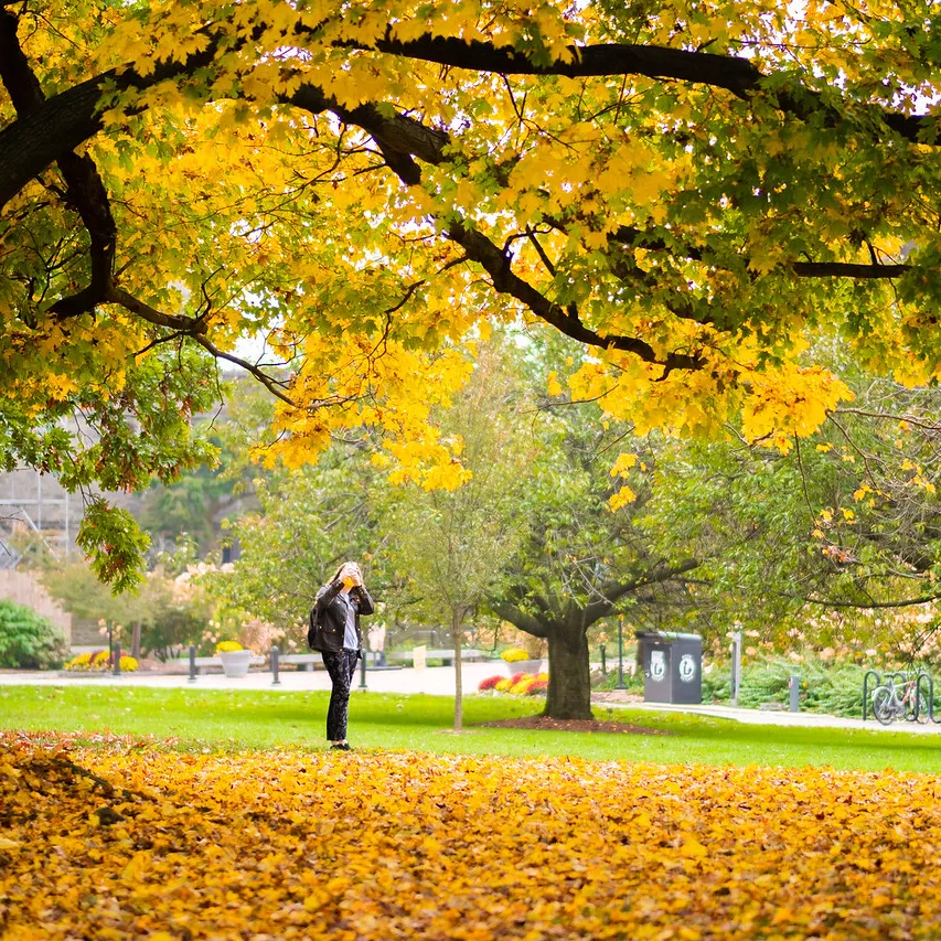 Trees with gold leaves and a student