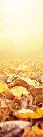 Image of fallen leaves