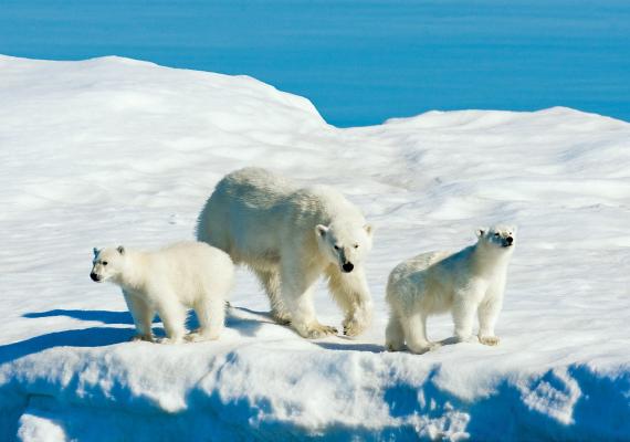 Image of polar bears on ice