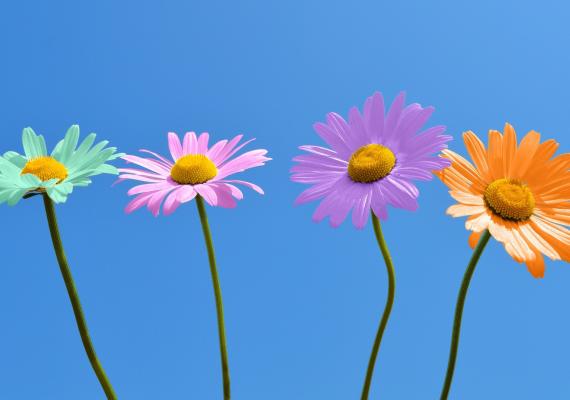 Illustration for the series: Multi-colored daisies