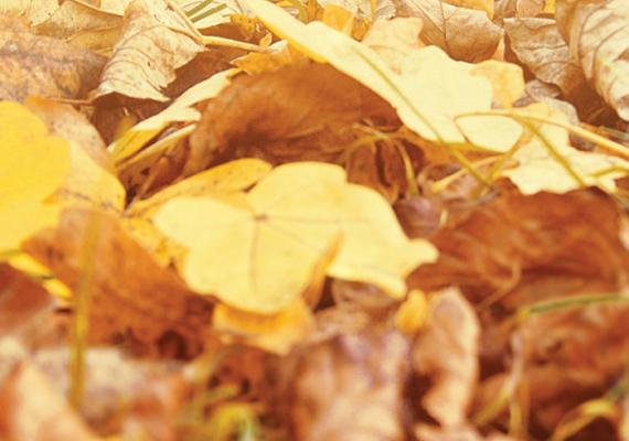 Image of fallen leaves