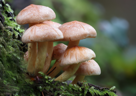 mushrooms in a forest