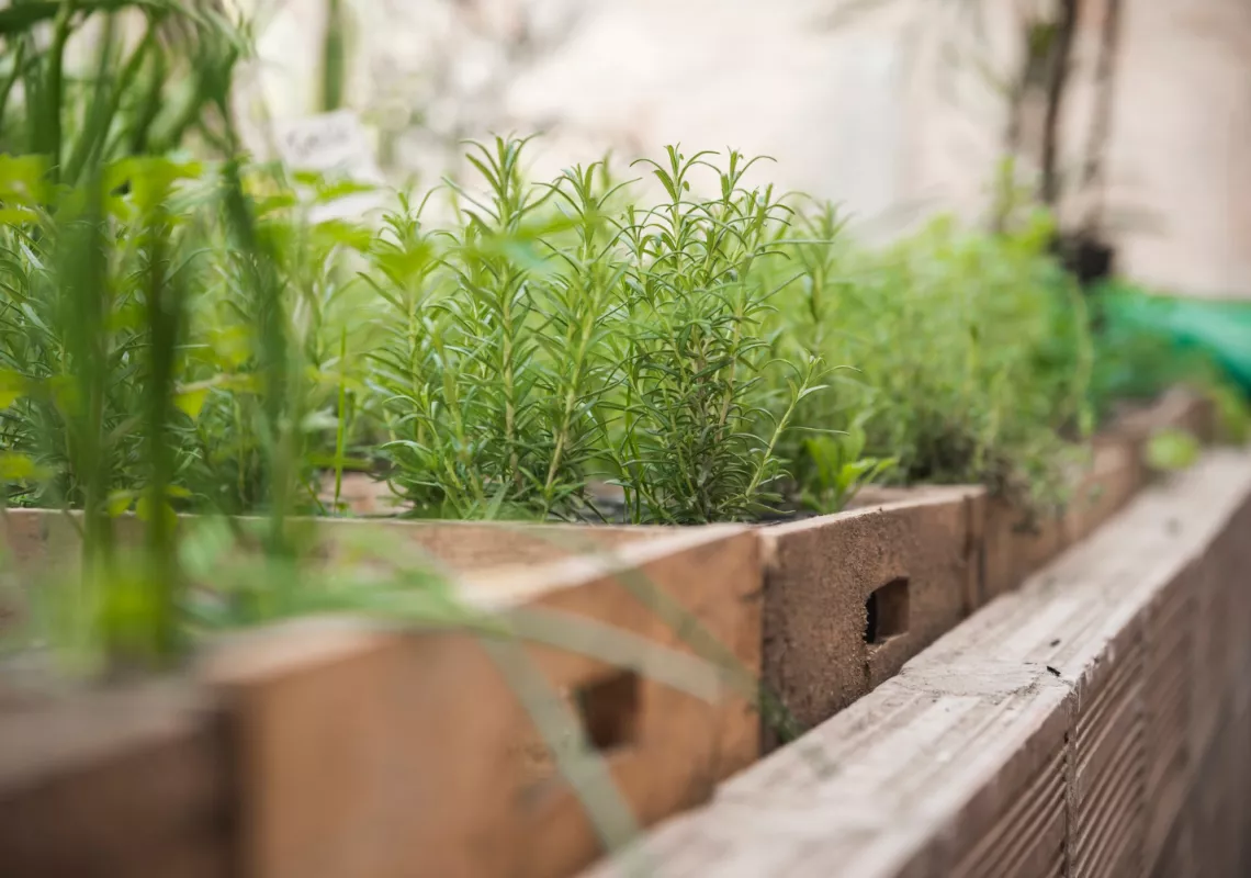 herb garden stock