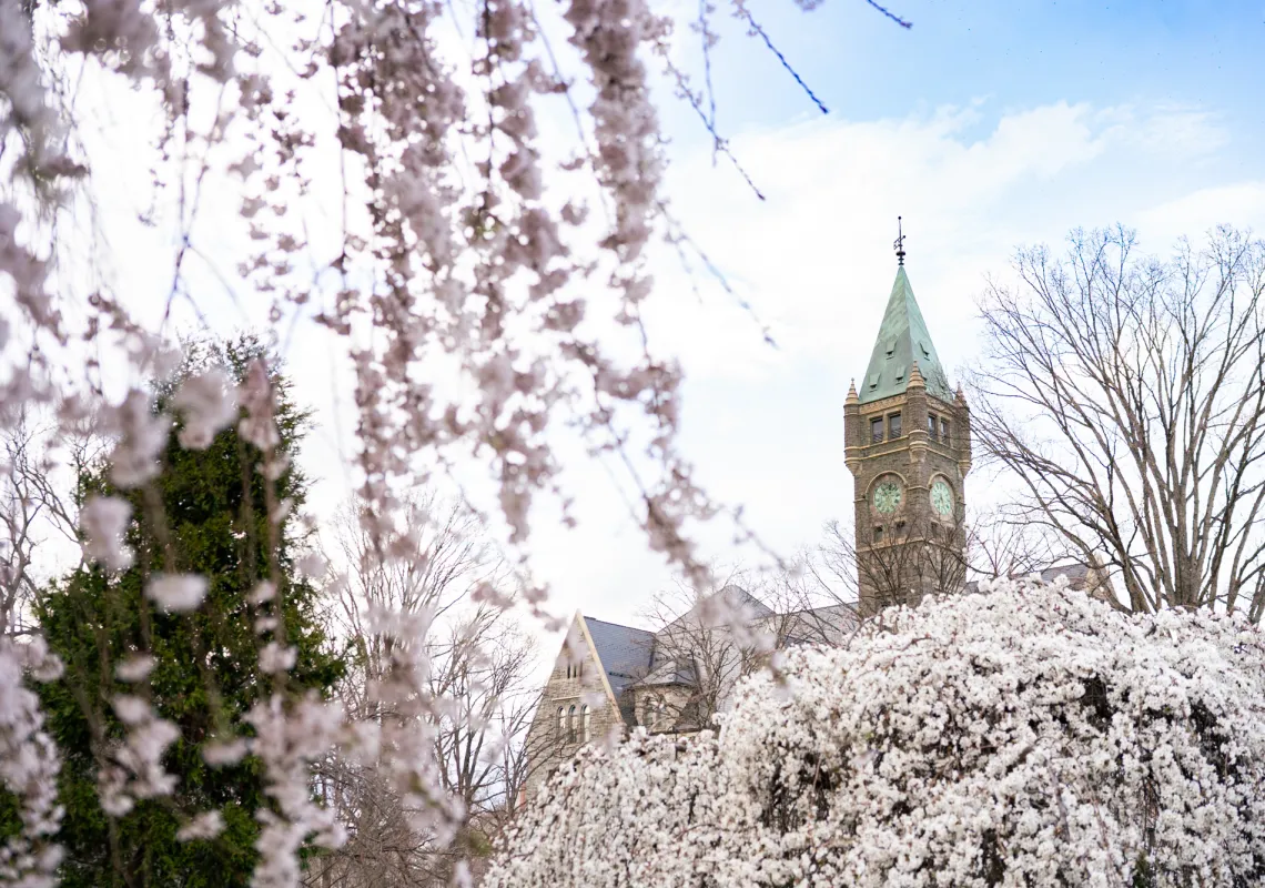 Taylor Hall with cherry blossoms