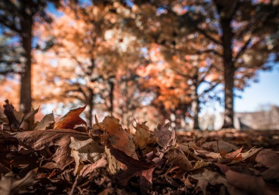 autumn leaves