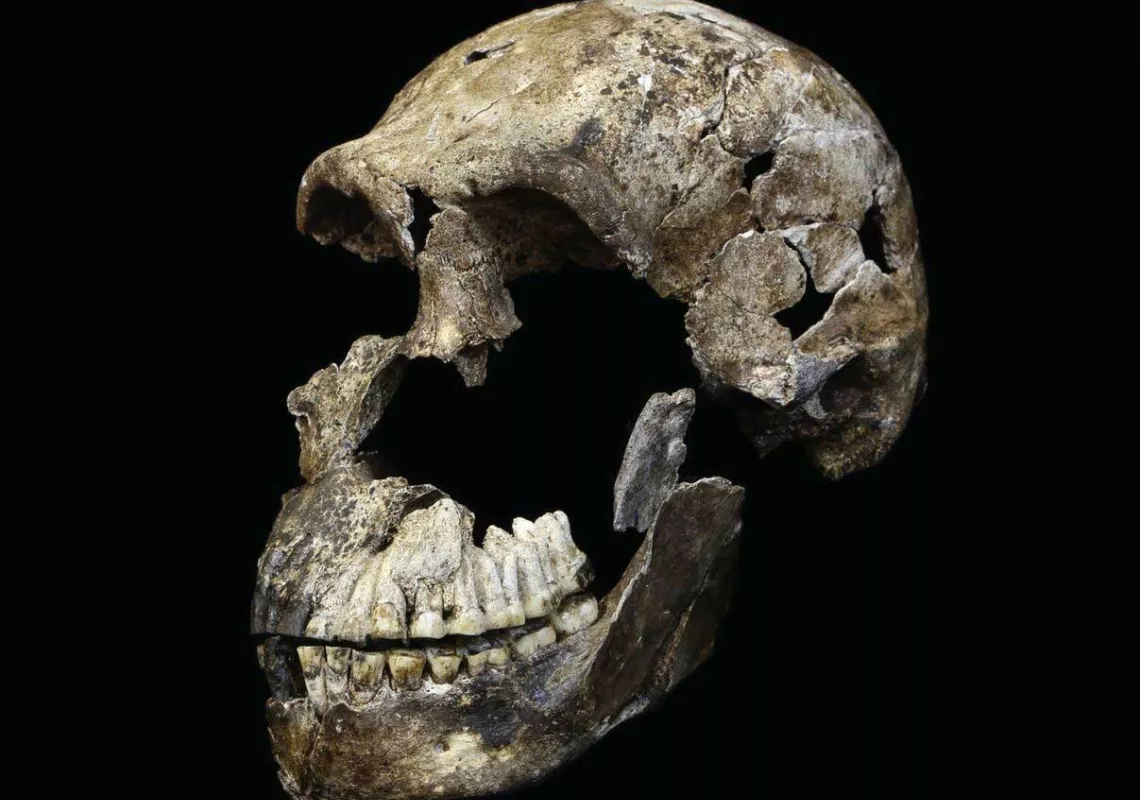 Hominin Skull