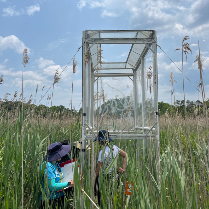 Students in a wetland doing field research