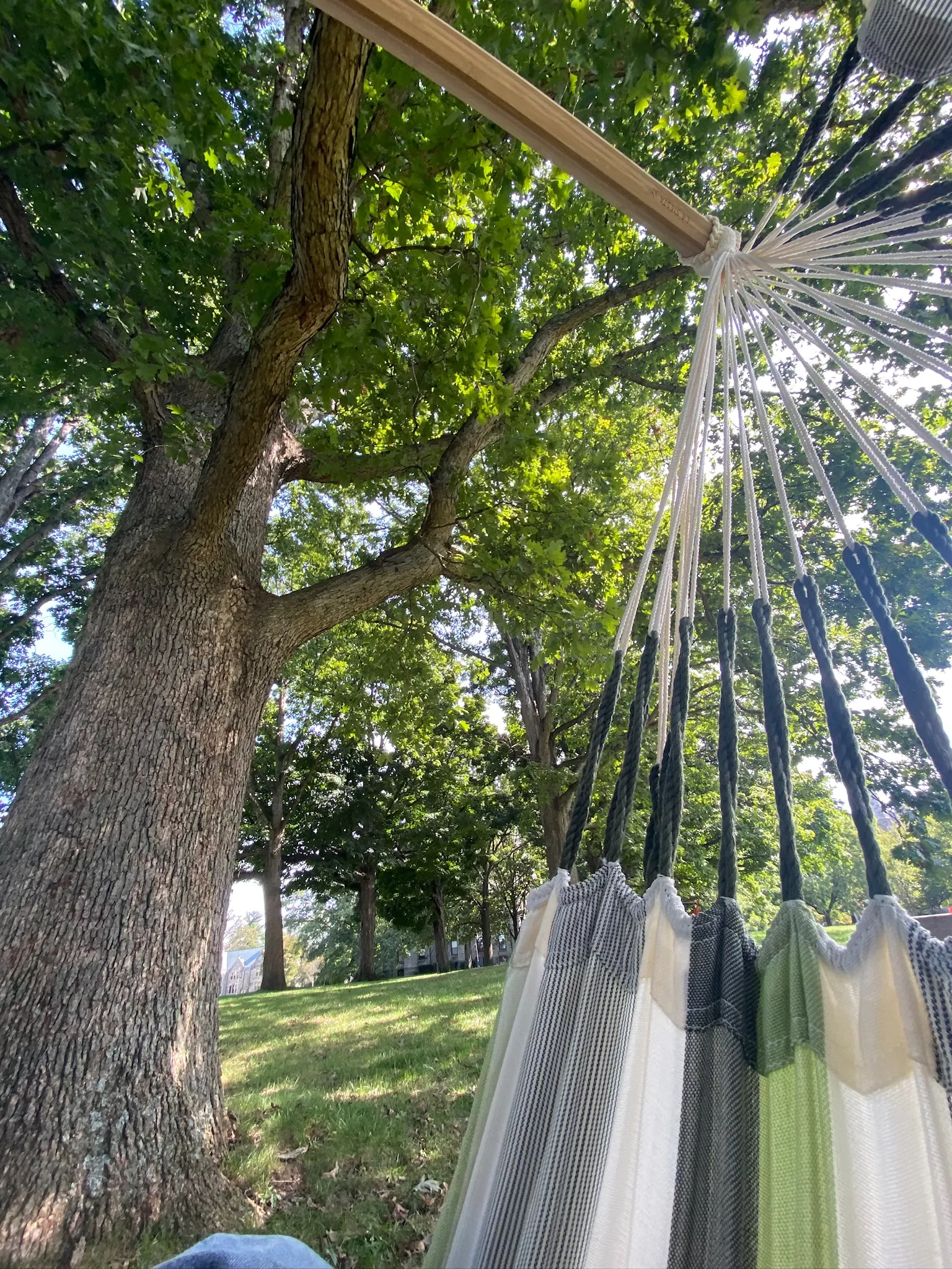 A view from the hammocks along Senior Row