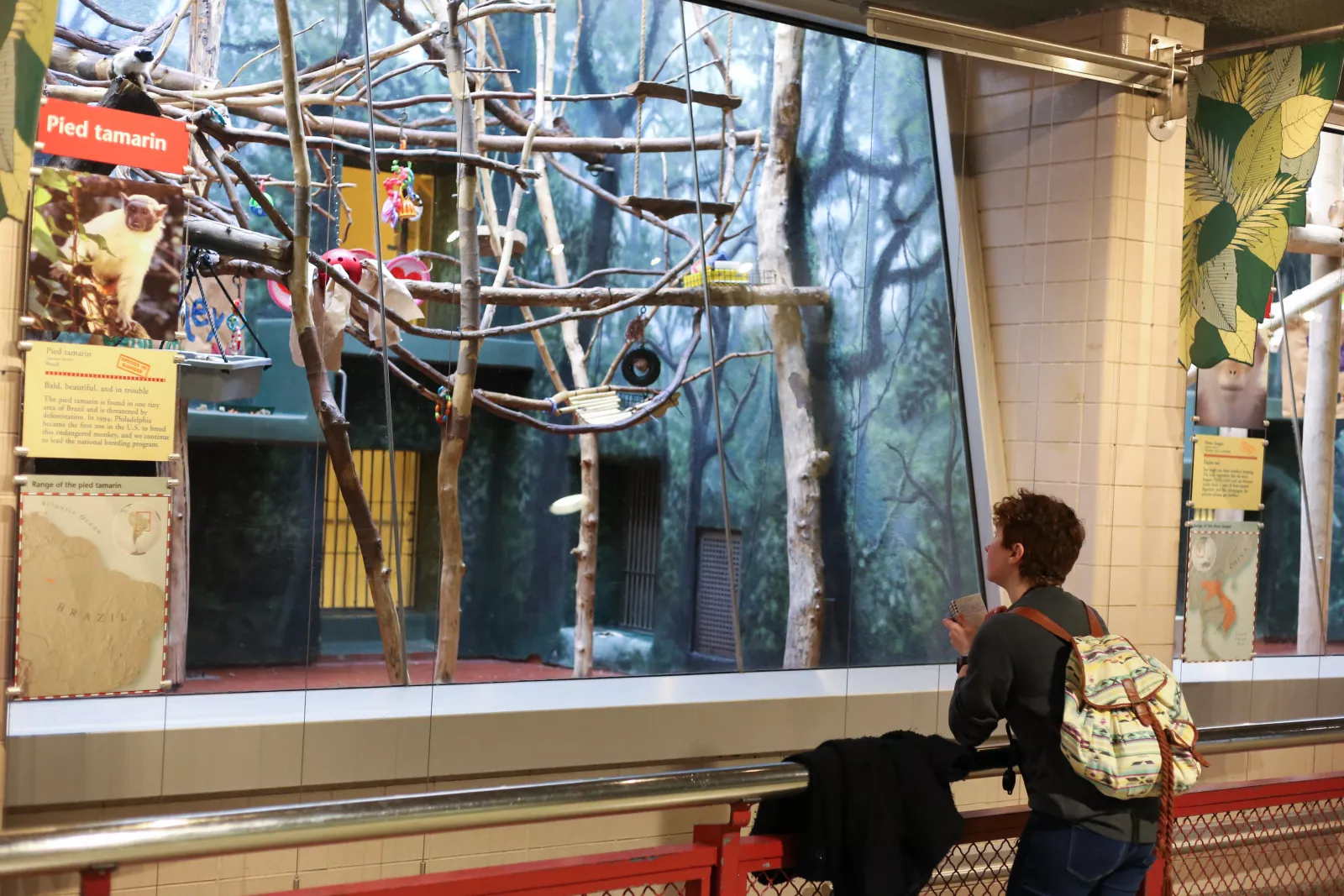 Natalie Schall observes the behavior of the pied tamarins in an exhibit within the Philadelphia…